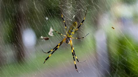 What Is A Joro Spider & Why You Might Be Seeing This Giant Creature More Often