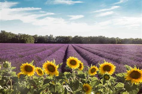 Best Lavender Fields Of Provence France 2021 Guide