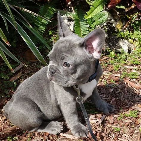 Cute French Bulldog Puppies For Sale