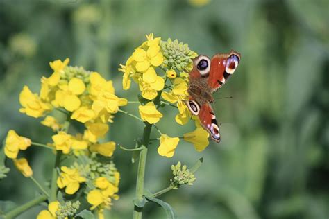 Paw Motyl Natura Darmowe Zdj Cie Na Pixabay Pixabay