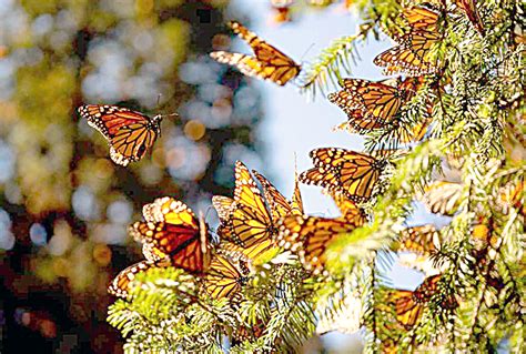 Mariposa Monarca De Am Rica Del Norte En Peligro De Extinci N Lo