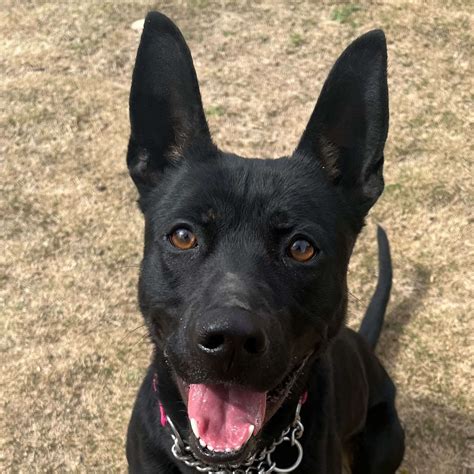 Formosan Mountain Dog Tongue