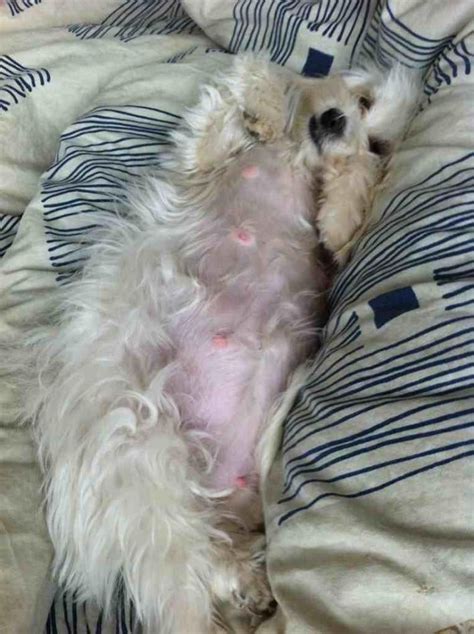 Pregnant Lili Update Maltese Dogs Forum Spoiled Maltese Forums