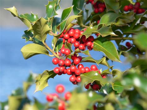 Hollies Genus Ilex · Inaturalist