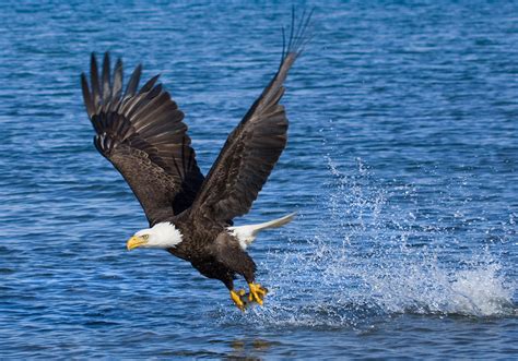 Wildlife and Bird Watching in Acadia National Park | DownEast Acadia ...