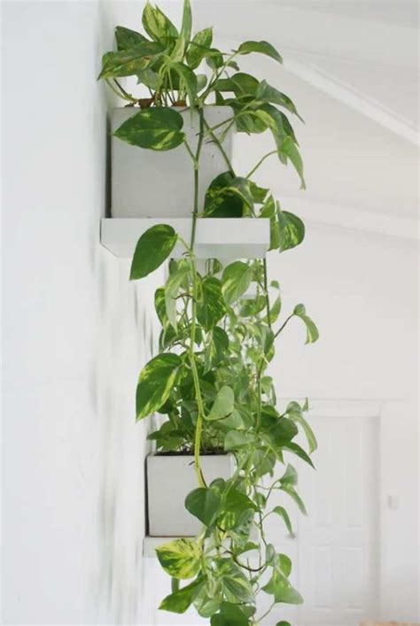 Pothos Hanging Plants Indoor Hanging Plants Diy Inside Plants