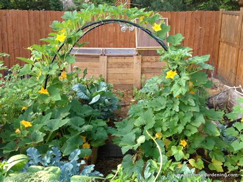 How To Build A Squash Arch For Your Garden Vegetable Garden Layout