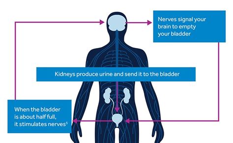 Medtronic Bladder Control Therapies Center For Pelvic Health