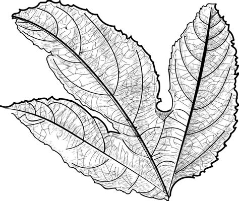 Trendy Compound Leaf 36902645 Vector Art At Vecteezy