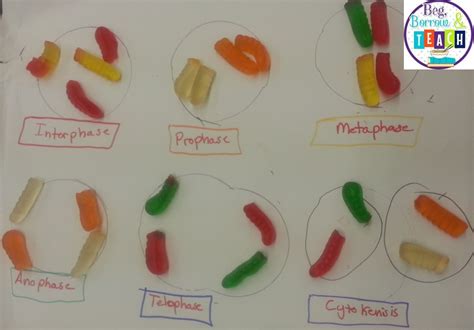 Beg Borrow And Teach Using Sweets To Teach Mitosis And Meiosis