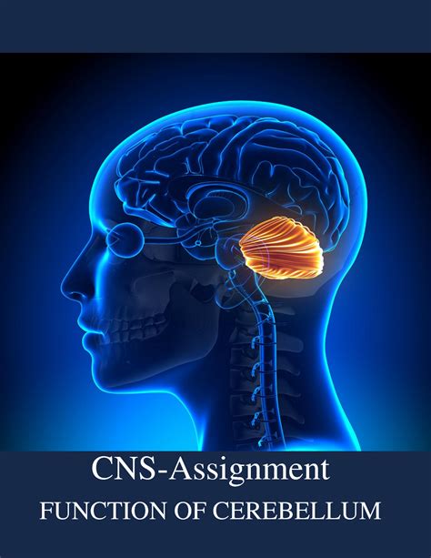 SOLUTION Cns Function Of Cerebellum Studypool