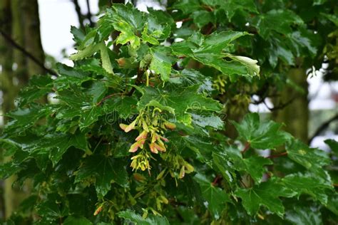 Ramas Mojadas Con Las Hojas Y Las Semillas Del árbol De Acer