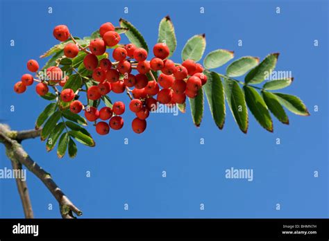 Serbal De Cazadores Sorbus Aucuparia Mostrando Las Hojas Y Bayas