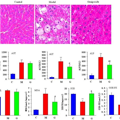 Representative Pictures Of Liver Histopathology After Ccl 4 With