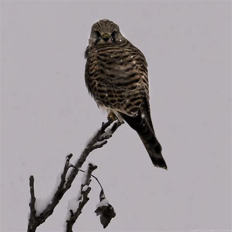 Faucon Cr Cerelle Falco Tinnunculus Common Kestrel Flickr