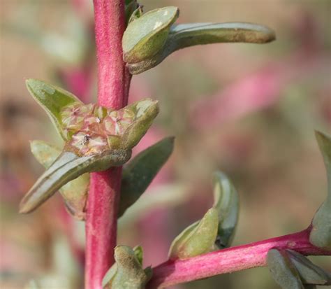 Salsola Soda Plant Biodiversity Of South Western Morocco