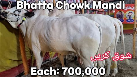 Bhatta Chowk Mandi Beautiful Wera Update With Rates Cow Mandi 2023