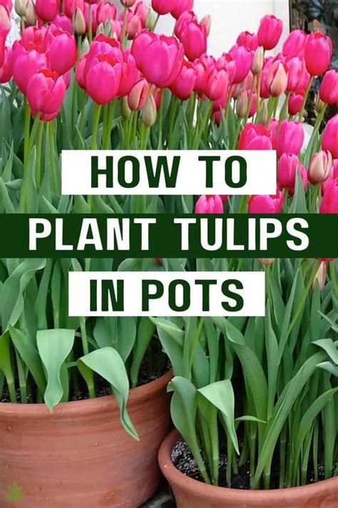 How To Plant Tulips In Pots Atelier Yuwa Ciao Jp