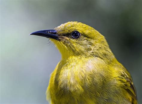 Can a Bird Have Down Syndrome? - Born For Pets