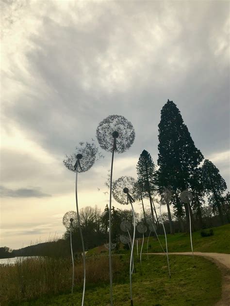 Dandelion Clock Trentham Lakes Staffs Valerie C Bayley Flickr