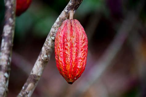 El Real Jardín Botánico Inaugura La Exposición ‘una Planta De Otro Mundo Sobre El Origen Del