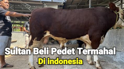 Kandang Sultan Ada Sapi Pedet Termahal Di Indonesia Youtube