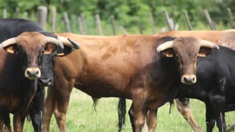 Los Erales De La Paluna Para El Fin De Semana Taurino De Octubre En