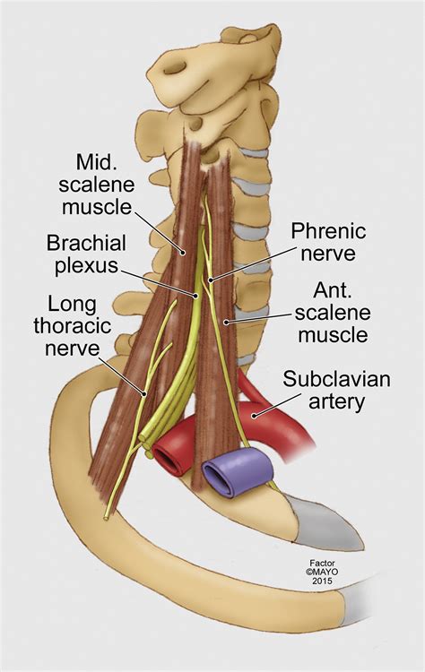 Reporting Standards Of The Society For Vascular Surgery For Thoracic