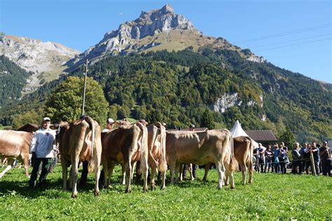 Viehschau Engelberg Grafenort Vieh Aus Der Zentralschweiz