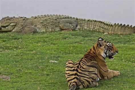 Roaring Rivals: Bengal Tiger's Battle Against Other Animals