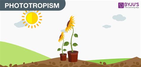 Tropic Movements In Plants Different Types Of Tropic Movements