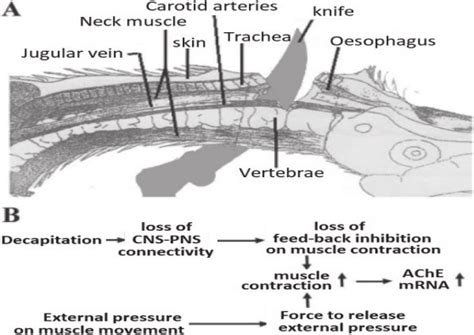 (A) Anatomy of chicken neck. An ideal neck cutting should neither leave ...