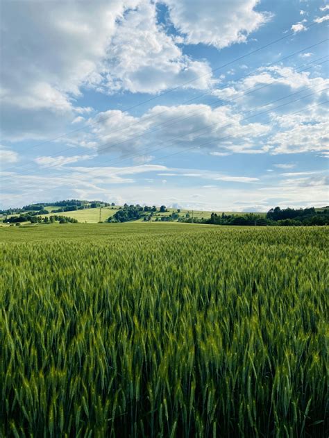 Green Grass Field Under Blue Sky And White Clouds During Daytime Photo Free Brezno Image On