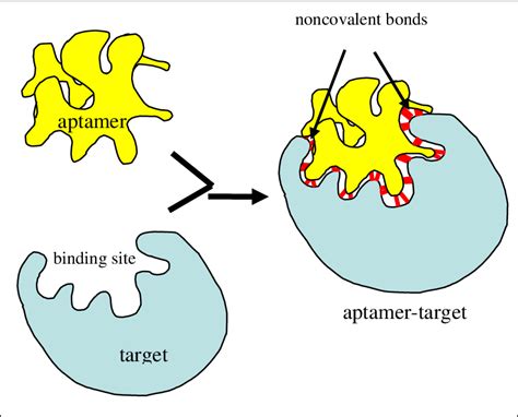 Schematic Diagram Showing Aptamer Recognition Concept Download Scientific Diagram