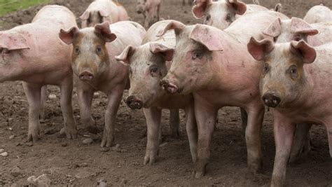 AHDB Pork Levy To Fund Cull And Render Service Farmers Weekly