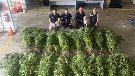 Two Men Charged After Police Raid At Hellyer Allegedly Uncovers 85 Cannabis Plants The Courier