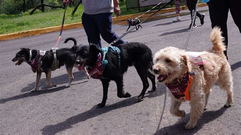 Perros Pueden Oler el Estrés de las Personas Cómo los Afecta N