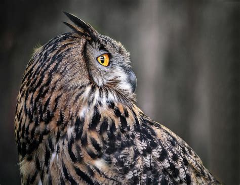 Portrait Of An Owl Photograph By Wes And Dotty Weber