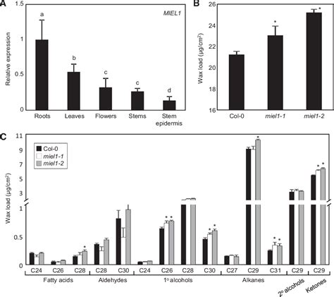 Figure 1 From The MIEL1 E3 Ubiquitin Ligase Negatively Regulates