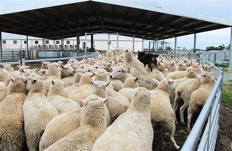 ProWay Sheep Yards Coola Station Mt Gambier SA