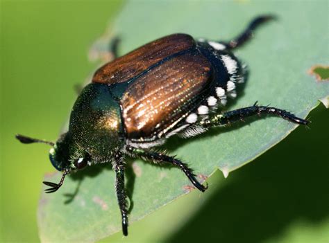 28 Common Insects You Can Find In Missouri 2024 Bird Watching Hq