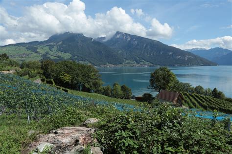 Wandering through the Spiez vineyards