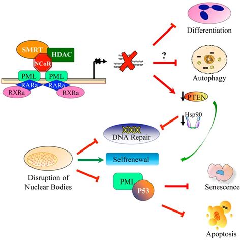 Schematic Representation Of The Molecular Mechanisms Involved In Acute