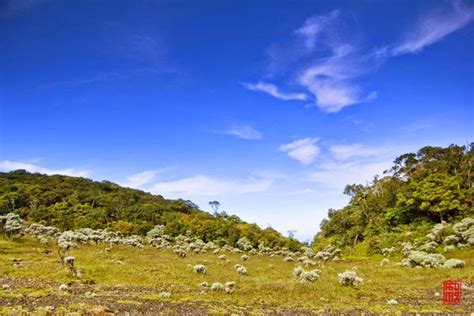 Legendary Alun Alun Surya Kencana Is Alive With Edelweiss Scenery