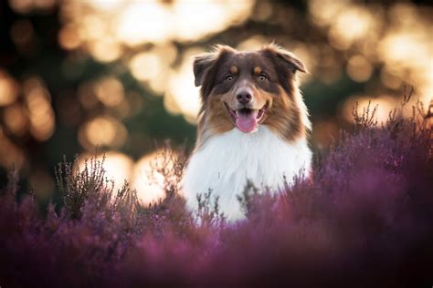 Download Lavender Depth Of Field Dog Animal Australian Shepherd 4k