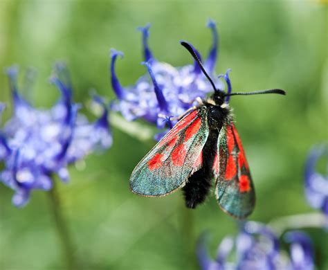 HOCHALPENWIDDERCHEN Hochalpenwidderchen Zygaena Exulans Flickr