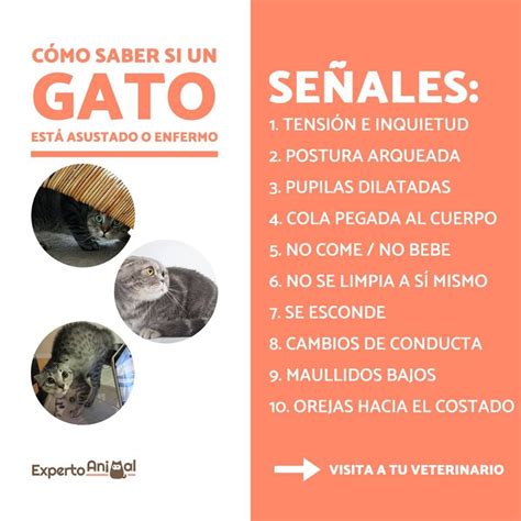 Cómo saber si mi gato está enfermo SÍNTOMAS