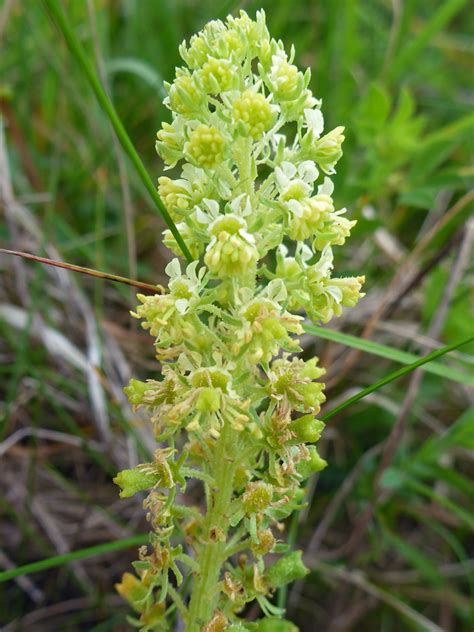 photographs  reseda lutea uk wildflowers inflorescence