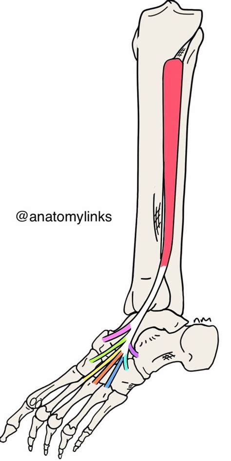 Tibialis Posterior Origin Insertion Anatomy And Function