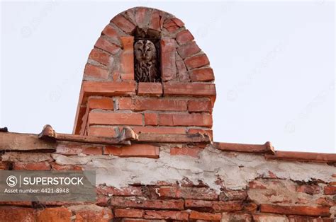 Tawny Owl Strix Aluco Adult Roosting In Chimney Alcove Sigishoara